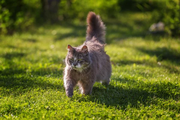 Vicces Barna Hosszú Haj Macska Sétál Zöld Cat Tavasz — Stock Fotó