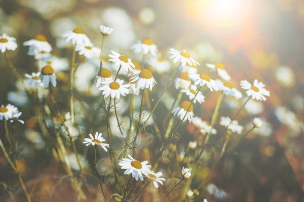 Beautiful daisy flowers in spring with sun flare. Shallow focus, muted colors