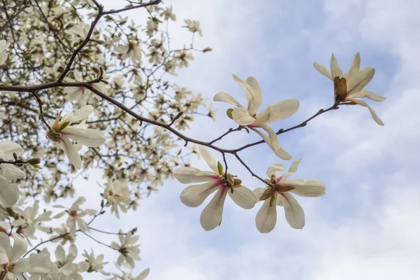 Белые Цветы Магнолии Голубое Небо — стоковое фото