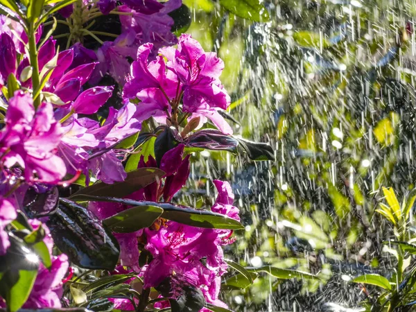 雨の下で色とりどりの花 鮮やかな春の景色 — ストック写真