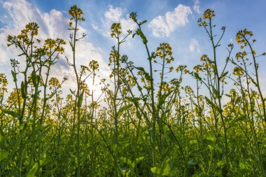 Kolza çiçekleri parlak günbatımı gökyüzü karşı. 