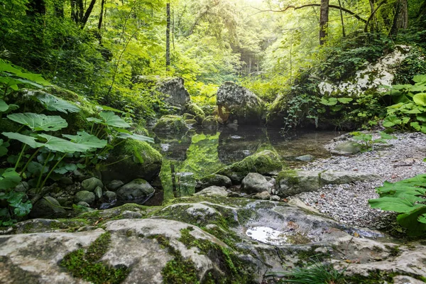 Río claro en lo profundo del bosque . —  Fotos de Stock