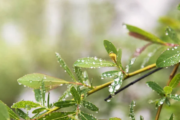 Gotas de chuva em folhas verdes — Fotografia de Stock