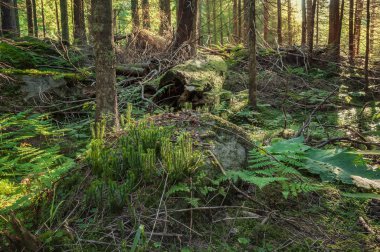 güneşli bir bahar orman.
