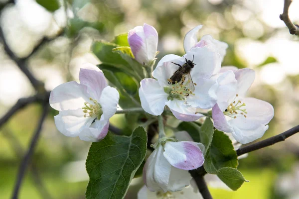 Macro tiro de flores de maçã e uma abelha — Fotografia de Stock