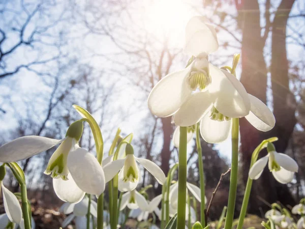 Llegó la primavera —  Fotos de Stock