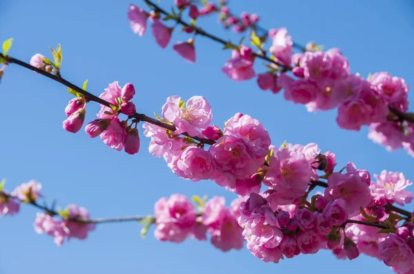 Цветущие цветы сакуры весной . — стоковое фото