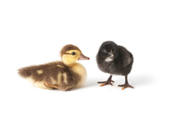 Two cute little birds. Duckling and chicken — Stock Photo, Image