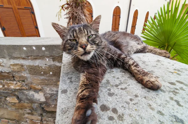 Oude vuile verdwaalde kat op de straten van mediterriaan town. — Stockfoto