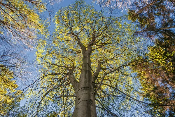 Árvores de primavera vibrantes — Fotografia de Stock