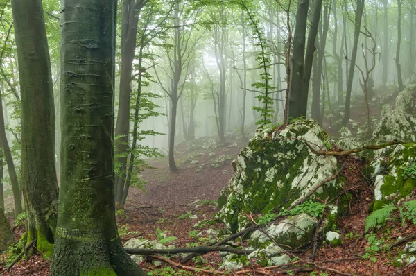 Bosque místico brumoso — Foto de Stock