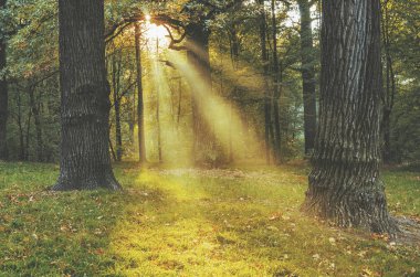 güneşli sabah orman. 