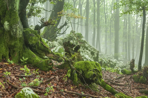 Foggy forest with stones and trees covered by green moss — Stock Photo, Image