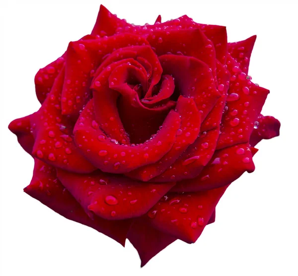 Flor de rosa vermelha isolada no branco — Fotografia de Stock