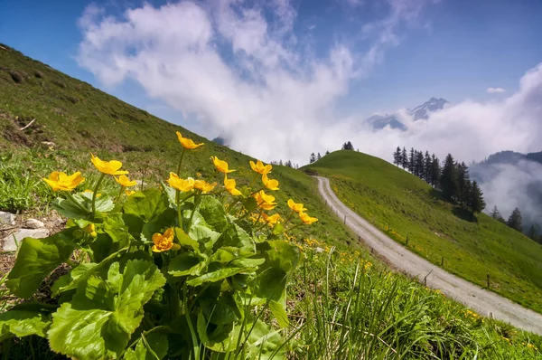 Яркие альпийские цветы на лугу в швейцарских Альпах — стоковое фото