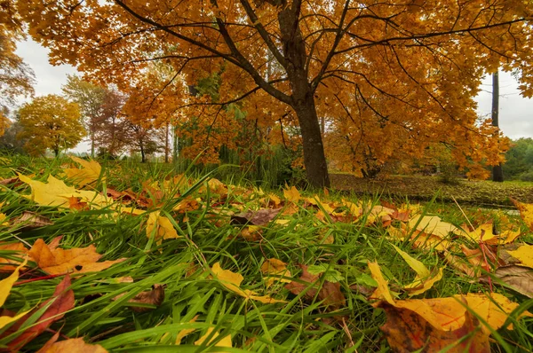 Colores vibrantes del otoño — Foto de Stock