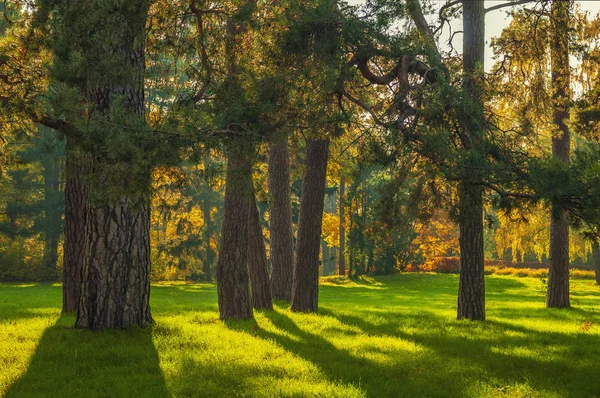 Солнечный сосновый лес — стоковое фото