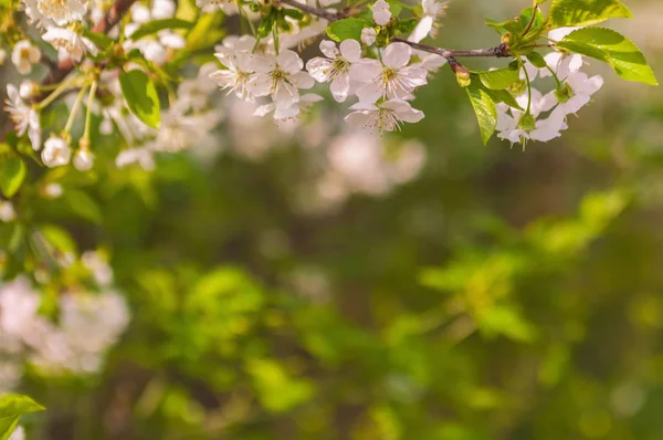 Beautiful blooming cherry flowers background — Stock Photo, Image