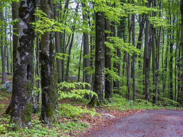 Prachtige lente bos — Stockfoto