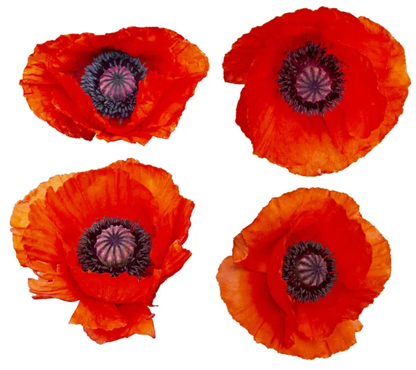 Set of poppy flowers is — Stock Photo, Image