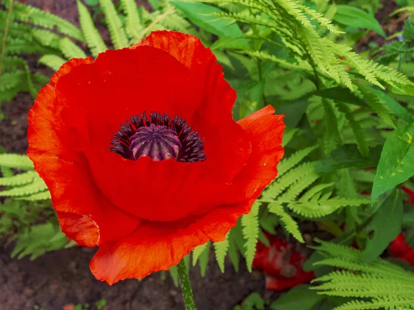 Flor de amapola roja en flor — Foto de Stock