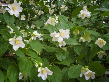 Çiçek açan yasemin ağacı. 