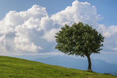 Yalnız ağaç rüzgarda 