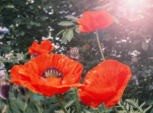 Flores de amapola florecientes en el jardín . — Foto de Stock