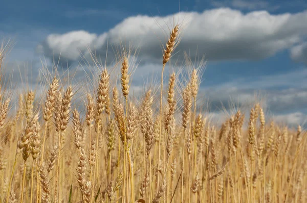 Vetefält mot blå himmel — Stockfoto