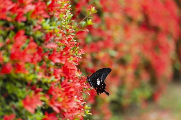 Lindas flores de rododendros e borboletas . — Fotografia de Stock