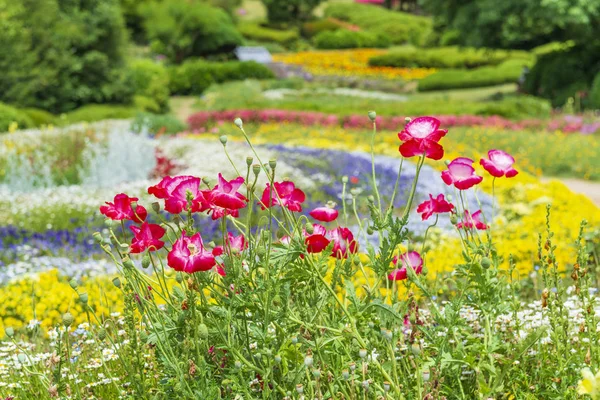 Lindas flores de papoula vermelha no jardim da primavera . — Fotografia de Stock