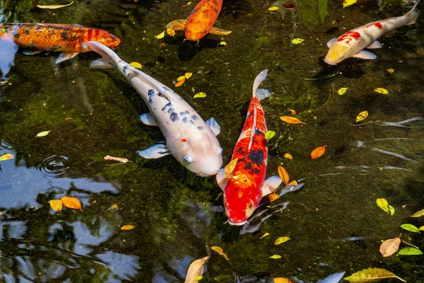 Japanese koi or nishikigoi fishes in the pond — Stock Photo, Image