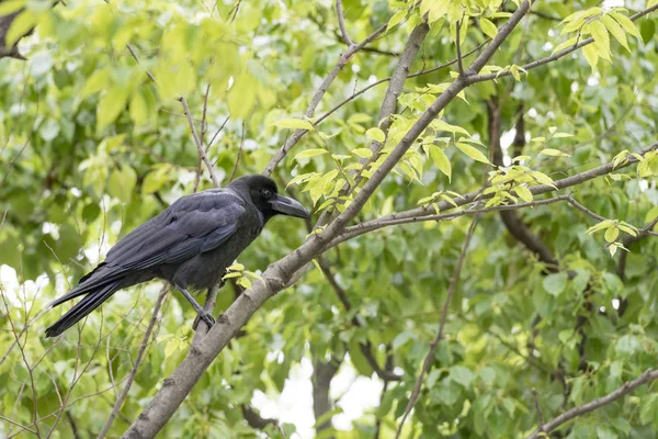Big black raven sitting on a tree