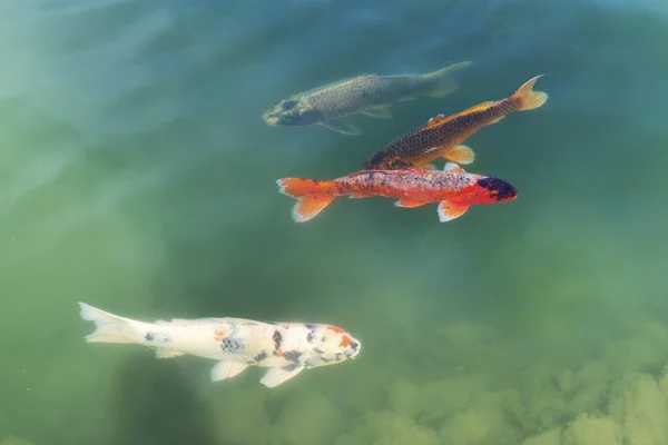 Colorful Japanese carps Koi in a pond — Stock Photo, Image
