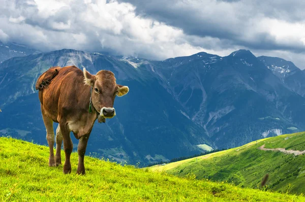 Krowa w Alpach Szwajcarskich — Zdjęcie stockowe