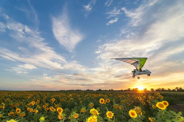 Beautiful sunflower field on a sunset with hang glider motor tri