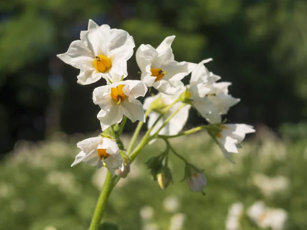 Blooming potato flowers. — Stock Photo, Image