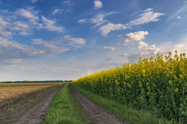 Beautiful countryside landscape with blooming canola field, dirt — Stock Photo, Image