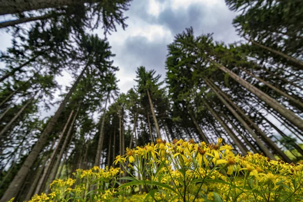 Kreatywny strzał z lasu sosnowego i żółte dzikie kwiaty. — Zdjęcie stockowe