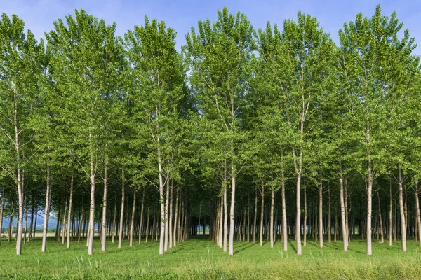 Reihen junger Bäume — Stockfoto