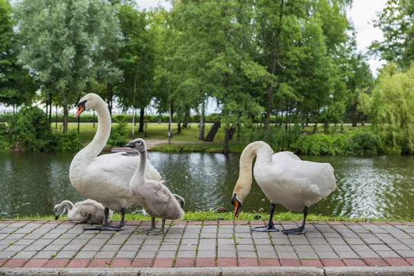 Swan family in the park.