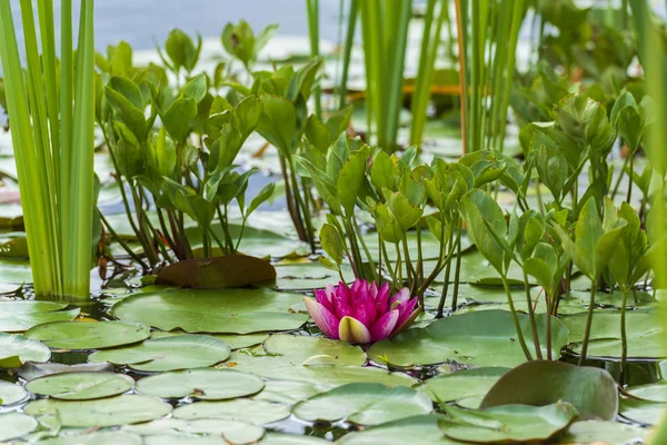 Beautiful pink lotus — Stock Photo, Image