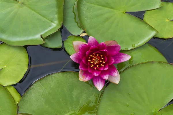 Beautiful pink lotus — Stock Photo, Image