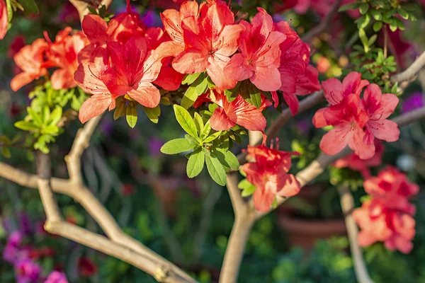 Bloeiende Azalea bloemen. — Stockfoto