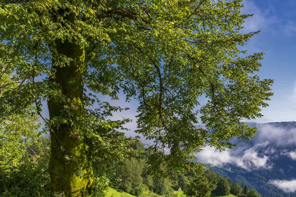 पहाड़ों में बड़ा हरा पेड़ ऊंचा . — स्टॉक फ़ोटो, इमेज