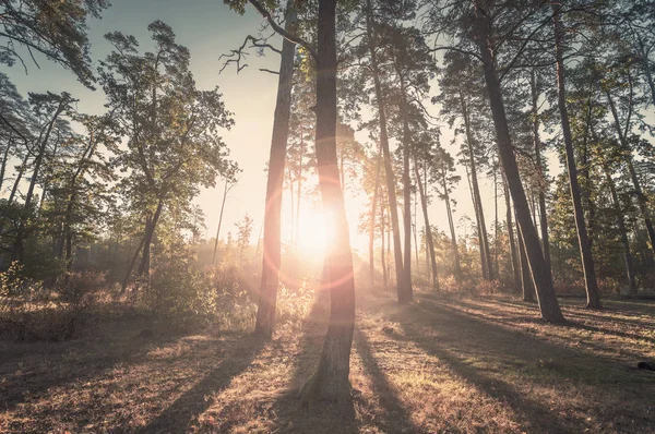 Matin dans la forêt. — Photo