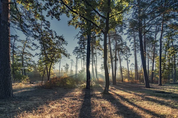 Morgenen i solrike skoger . – stockfoto
