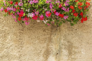 Çiçek açan çiçekler ve ald duvar arka plan. 