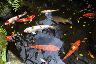 Japon sazan balığı.