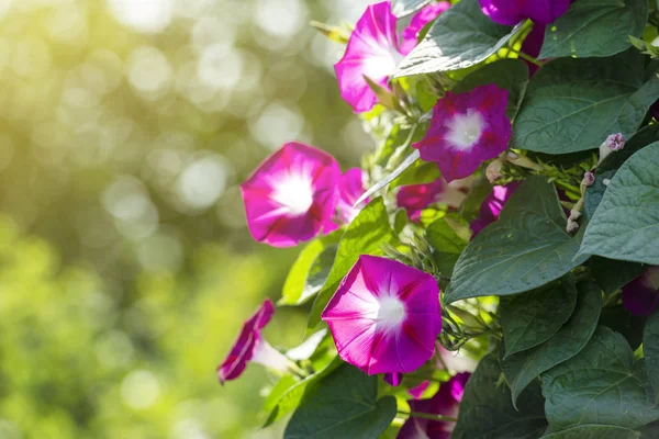 Dobré jitro květiny ve slunné zahradě — Stock fotografie